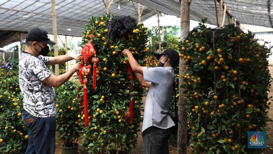 Pekerja merapikan pohon jeruk Imlek (Kim Kit) yang dijual di Kavling DKI kawasan Meruya, Jakarta, Senin (16/1/2023). (CNBC Indonesia/Tri Susilo)