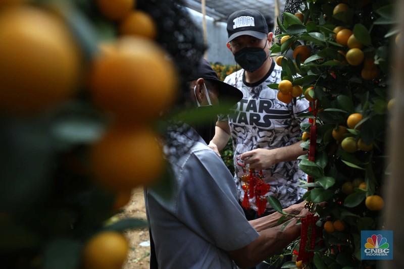 Pekerja merapikan pohon jeruk Imlek (Kim Kit) yang dijual di Kavling DKI kawasan Meruya, Jakarta, Senin (16/1/2023). (CNBC Indonesia/Tri Susilo)