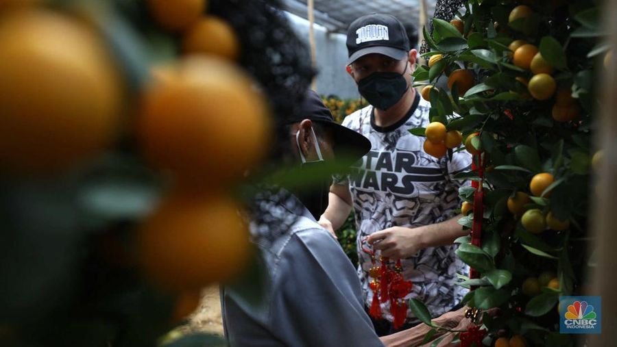 Pekerja merapikan pohon jeruk Imlek (Kim Kit) yang dijual di Kavling DKI kawasan Meruya, Jakarta, Senin (16/1/2023). (CNBC Indonesia/Tri Susilo)