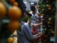 Laris Manis! Potret Buah 'Keberuntungan' Diburu Jelang Imlek