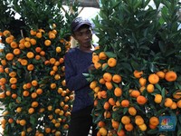 4 Tanda Kiamat Bumi Makin Nyata, Tampak dari Jeruk