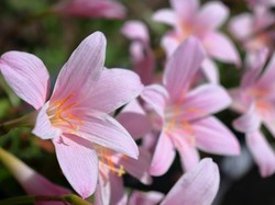 6 Cara Merawat Bunga Lily agar Tetap Subur dan Cantik 6 Cara Merawat Bunga Lily agar Tetap Subur dan Cantik
