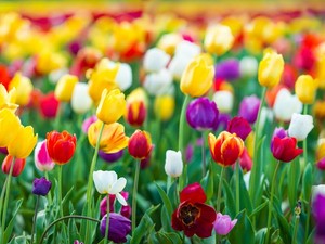 10 Bunga Tercantik di Dunia, Warnanya Indah dengan Bentuk Unik