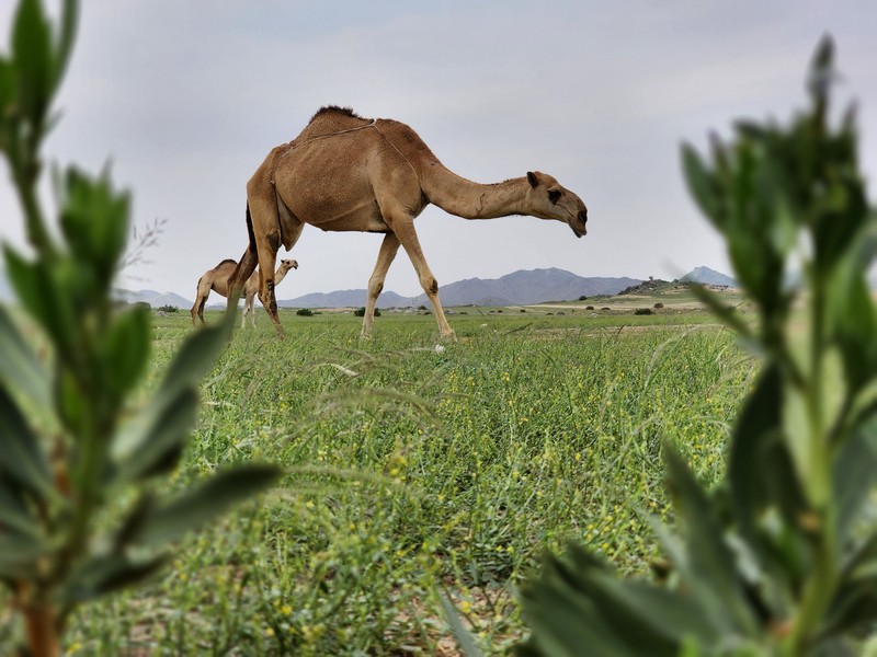Pemandangan bukit yang menghijau setelah hujan lebat di Mekkah, Arab Saudi pada 16 Januari 2023. Pemandangan bukit yang menghijau setelah hujan lebat di Mekkah, Arab Saudi pada 16 Januari 2023. (Photo by Hani Alshaer/Anadolu Agency via Getty Images)