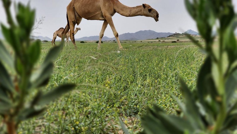 Pemandangan bukit yang menghijau setelah hujan lebat di Mekkah, Arab Saudi pada 16 Januari 2023. (Photo by Hani Alshaer/Anadolu Agency via Getty Images)