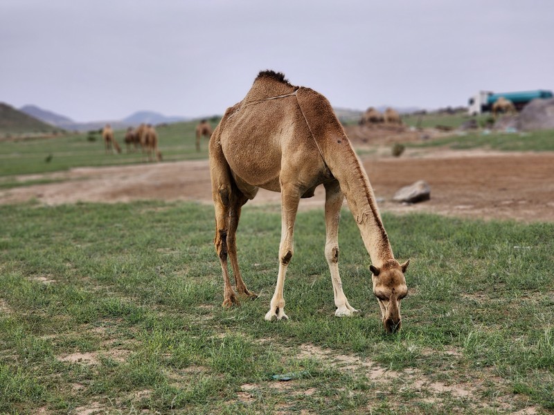 Seorang warga mengambil foto bukit yang menghijau setelah hujan deras di Mekkah, Arab Saudi pada 16 Januari 2023. Seorang warga mengambil foto bukit yang menghijau setelah hujan deras di Mekkah, Arab Saudi pada 16 Januari 2023. (Photo by Hani Alshaer/Anadolu Agency via Getty Images)