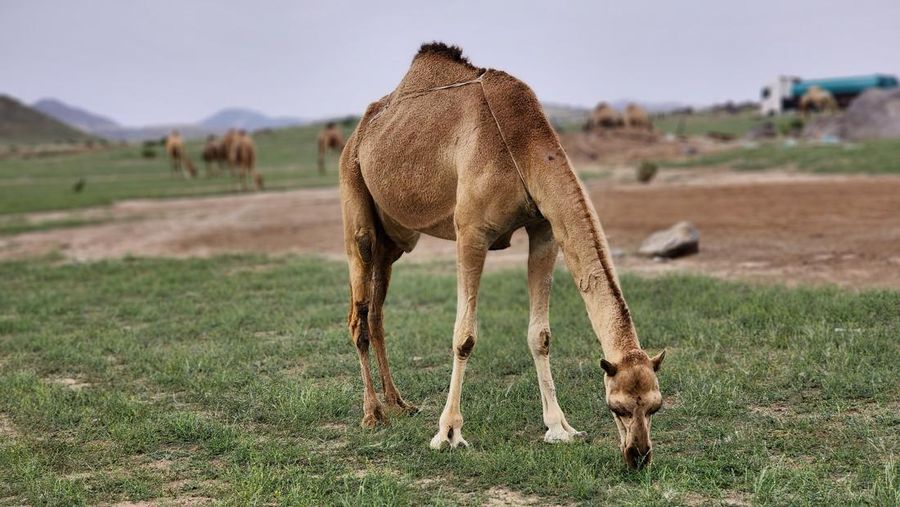 Seorang warga mengambil foto bukit yang menghijau setelah hujan deras di Mekkah, Arab Saudi pada 16 Januari 2023. (Photo by Hani Alshaer/Anadolu Agency via Getty Images)