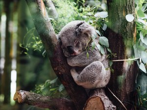 10 Hewan Ini Dianggap Paling Tidak Cerdas, Ada Burung Unta hingga Koala