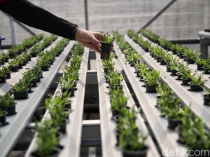Konsep Smart Farming Saat Debat Cawapres, Pakar: Dorong Anak Muda Balik Bertani