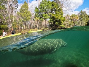 6 Fakta Tentang Manatee, Mamalia Laut yang Sering Dikira Dugong