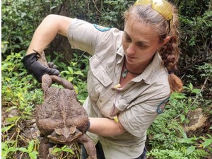Australia Lawan Teror Kodok Tebu dengan Pembunuhan Massal