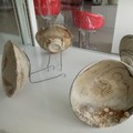 Jreng, Ini Penampakan Harta Karun Bawah Laut RI