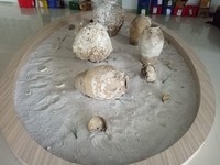 Jangan Kaget! Harta Karun Bawah Laut RI Nilainya Segini