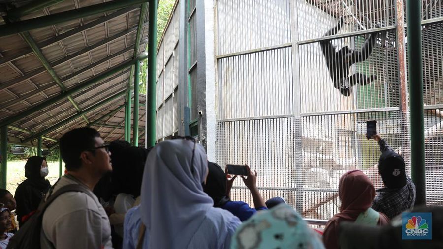 Pengunjung padati Kebun Binatang Ragunan saat libur Imlek 2023. (վ/Muhammad Sabki)