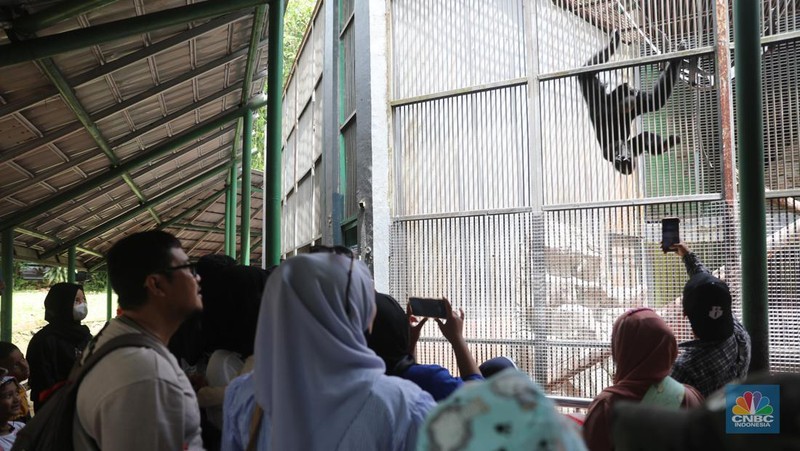 Pengunjung padati Kebun Binatang Ragunan saat libur Imlek 2023. (վ/Muhammad Sabki)