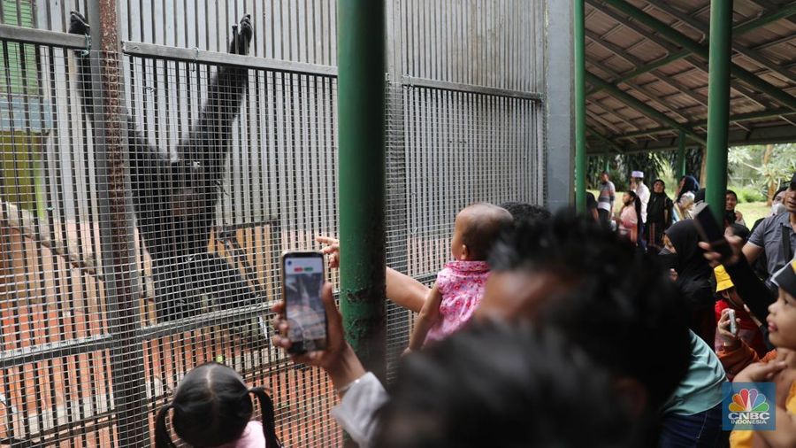 Pengunjung padati Kebun Binatang Ragunan saat libur Imlek 2023. (CNBC Indonesia/Muhammad Sabki)