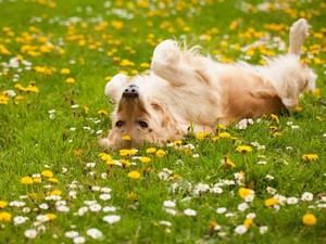 Kenapa Anjing Suka Mengejar Ekornya Sendiri? Ternyata Ini Alasannya