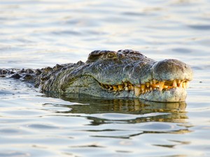 Pilu Bocah 7 Tahun Tewas Diterkam Buaya Saat Berenang di Pantai