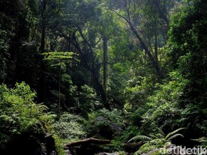 Kampung Sumyati Korban Tewas Digigit Ular di Brebes Dekat dengan Hutan