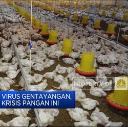 Astaga, Ada Virus Gentayangan, RI Terancam Krisis Pangan Ini