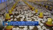 Astaga, Ada Virus Gentayangan, RI Terancam Krisis Pangan Ini