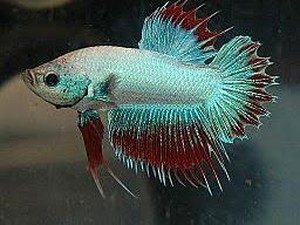 7 Mitos tentang Ikan Cupang yang Dipercaya Banyak Orang, Bagaimana Faktanya?