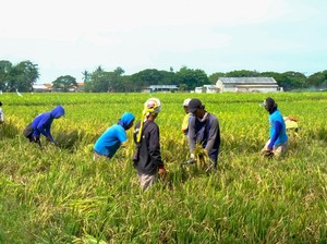 Panen Gadu Diprediksi hingga Oktober, Bulog Kalteng Yakin Stok Beras Aman