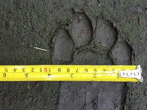 Misteri Jejak Harimau di Ladang Warga Pancur Batu