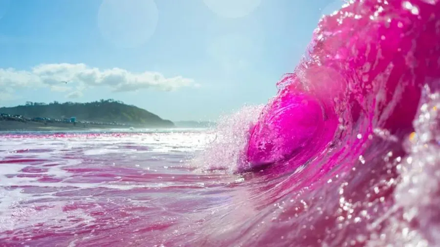 Ombak Pink di Pantai Torrey Pines States (popsci.com)