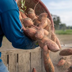 5 Makanan Ini Bikin Umur Panjang, Sudah Dibuktikan di Jepang