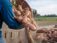 5 Makanan yang Bikin Umur Panjang, Sudah Dibuktikan di Jepang