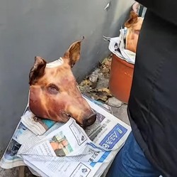 Viral Potret 'Pesta' Babi Korsel karena Protes Bangun Masjid