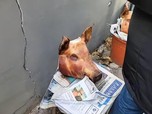 Viral Potret 'Pesta' Babi Korsel karena Protes Bangun Masjid