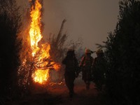 Ngeri! Kebakaran Hutan di Chile Merembet ke Rumah Warga