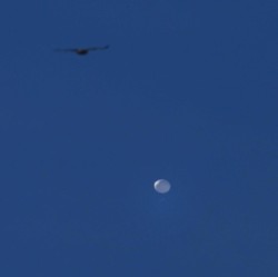 Geger! Setelah Balon Mata-mata AS Tembak 'UFO', Milik China?