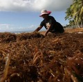 Rumput Laut Jadi Andalan Program Hilirisasi di Era Prabowo