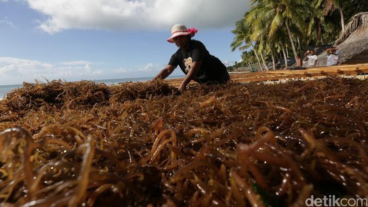 Sedih! RI Raja Rumput Laut Dunia,Tapi China dan Korea yang Panen Cuan