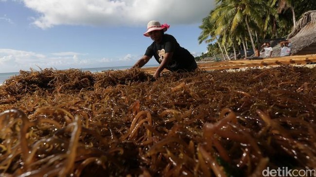 Sedih! RI Raja Rumput Laut Dunia,Tapi China dan Korea yang Panen Cuan
