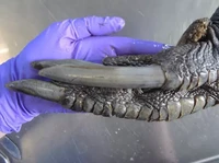 Heboh Penemuan Kaki Dinosaurus! Warga RI Tahu Faktanya