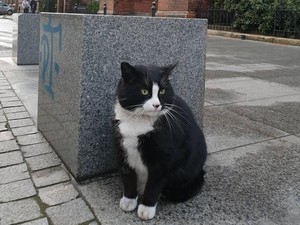 Gacek, Si Kucing Viral Pindah Rumah, Jangan Cari Lagi Dia di Jalan