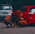 Terkuak! Ini Penyebab Singa Berantem di Taman Safari Prigen
