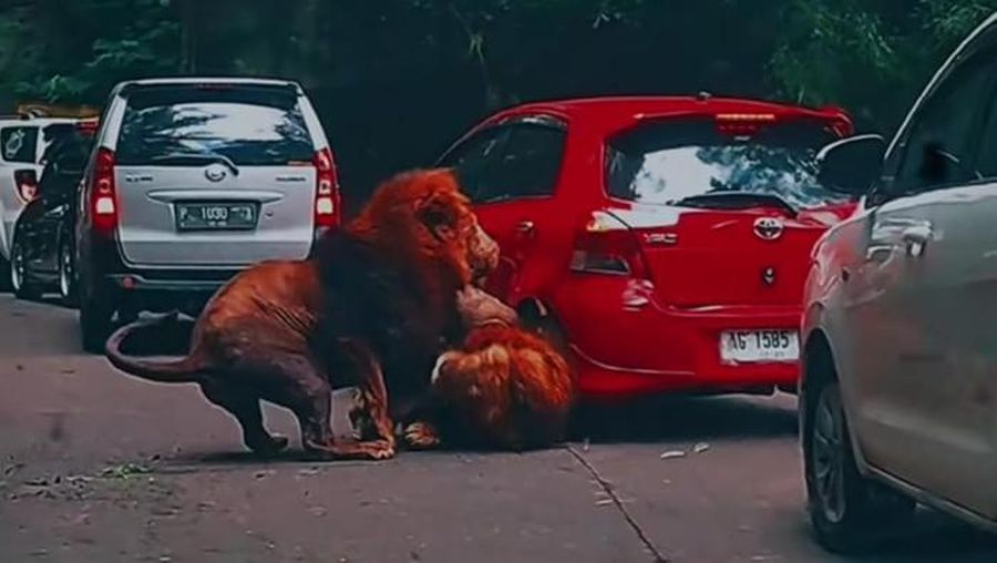 Sebuah video yang mempertontonkan perkelahian 2 ekor singa viral di media sosial. Perkelahian tersebut disebut terjadi di Taman Safari Indonesia II, Prigen, Pasuruan. (Tangkapan Layar/TikTok @youkopi107)