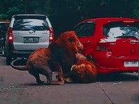 Terkuak! Ini Penyebab Singa Berantem di Taman Safari Prigen