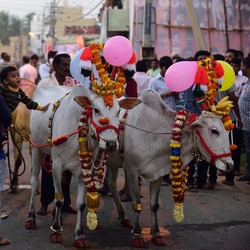 Pemuda Muslim India Tewas Tak Wajar Gegara Sapi, Kenapa?