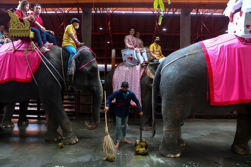 Pasangan menunggangi gajah dalam perayaan Hari Valentine, di Taman Tropis Nong Nooch di provinsi Chonburi, Thailand, 14 Februari 2023. Pasangan menunggangi gajah dalam perayaan Hari Valentine, di Taman Tropis Nong Nooch di provinsi Chonburi, Thailand, 14 Februari 2023. (REUTERS/Athit Perawongmetha)
