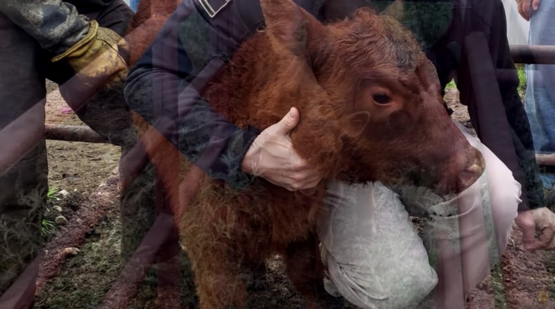 Salah satu tanda akhir zaman adalah kemunculan sapi atau merah sempurna yang telah lahir di Yarusalem, Israel Pada tahun 2018. Salah satu tanda akhir zaman adalah kemunculan sapi atau merah sempurna yang telah lahir di Yarusalem, Israel Pada tahun 2018. (Tangkapan Layar Youtube The Temple Institute)
