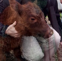 Geger Kemunculan 2 Tanda Kiamat di Israel, Begini Faktanya