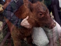 Geger Kemunculan 2 Tanda Kiamat di Israel, Begini Faktanya