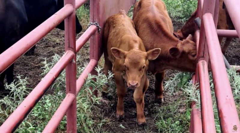 Salah satu tanda akhir zaman adalah kemunculan sapi atau merah sempurna yang telah lahir di Yarusalem, Israel Pada tahun 2018. Salah satu tanda akhir zaman adalah kemunculan sapi atau merah sempurna yang telah lahir di Yarusalem, Israel Pada tahun 2018. (Tangkapan Layar Youtube The Temple Institute)