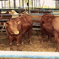 RI Impor Sapi Brasil, Luhut Pede Harga Daging Turun Drastis